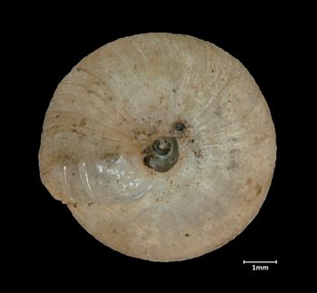 Media type: image;   Malacology 216751 Aspect: basal